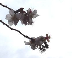 f0060424_22304092.jpg