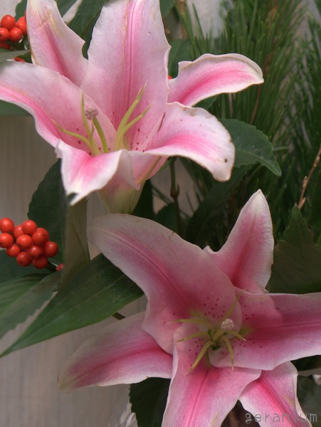 c0133533_0351767.jpg