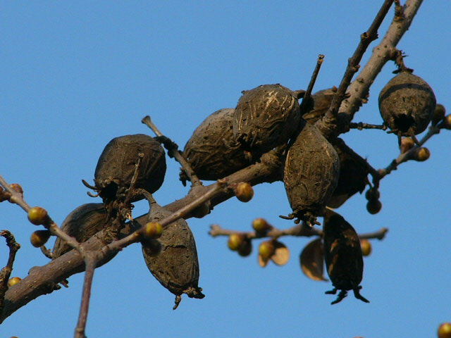 e0145782_910435.jpg