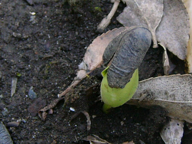 e0145782_9121927.jpg