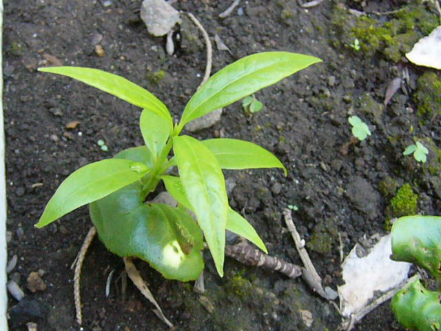 e0145782_9144138.jpg