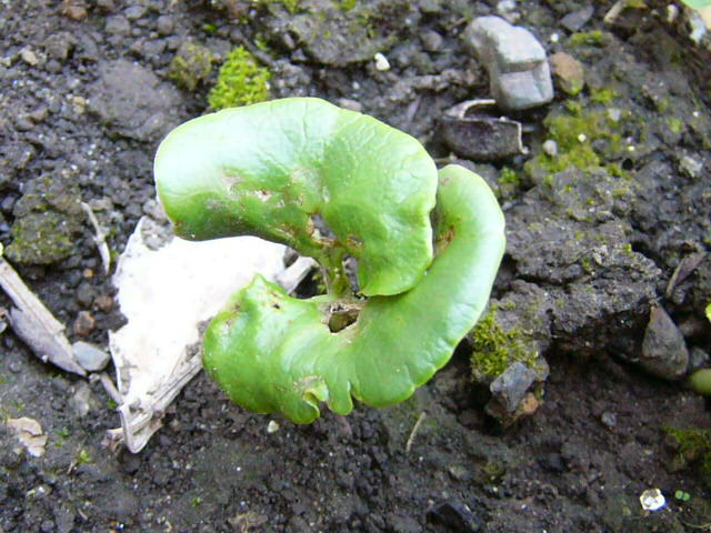 e0145782_91446.jpg
