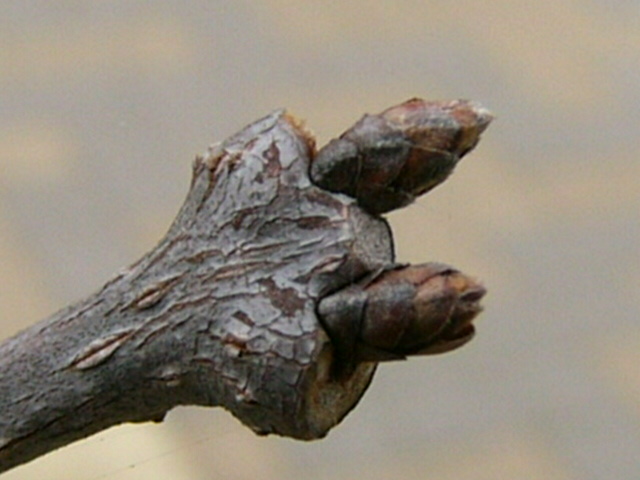 e0145782_9151584.jpg