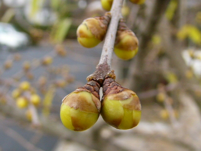 e0145782_9155556.jpg
