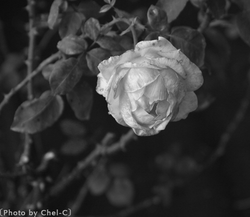 a0154706_727996.jpg