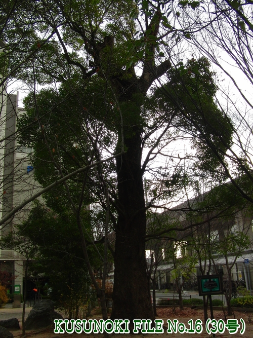 e0179321_21393396.jpg