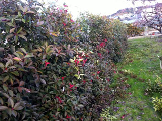 d0058958_085632.jpg
