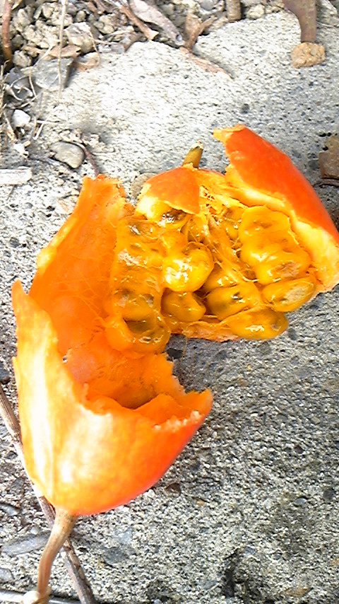 e0118274_22385919.jpg