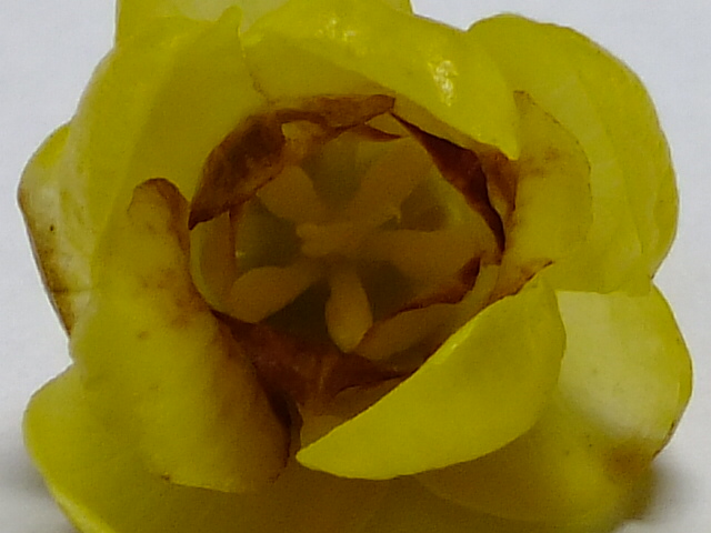 e0145782_8471434.jpg