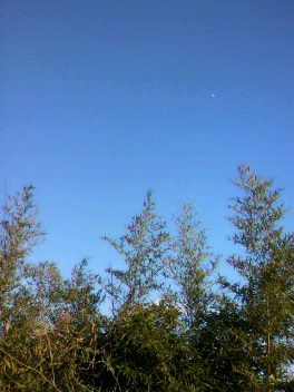 d0151694_1322373.jpg