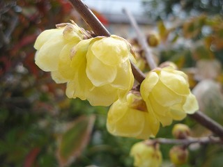 b0008825_11402396.jpg