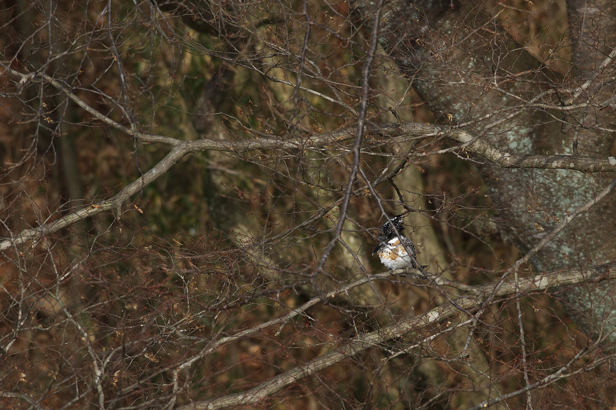 b0180476_20345637.jpg
