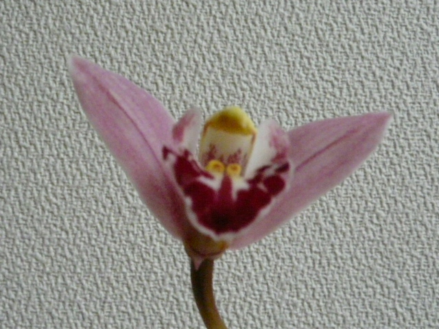 e0145782_10131681.jpg