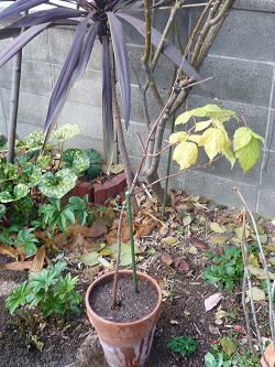 e0234004_20125935.jpg