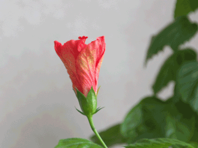 e0001123_2328368.gif