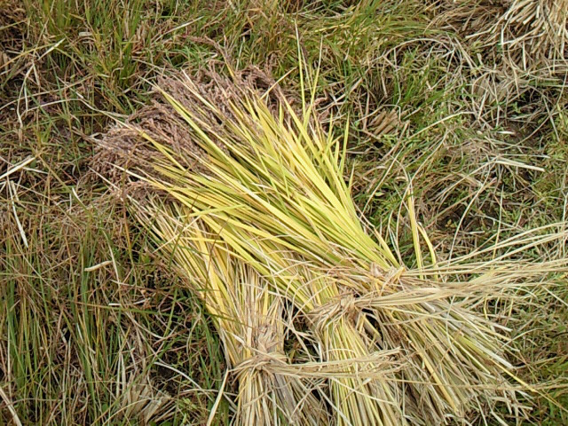 b0139862_14225729.jpg