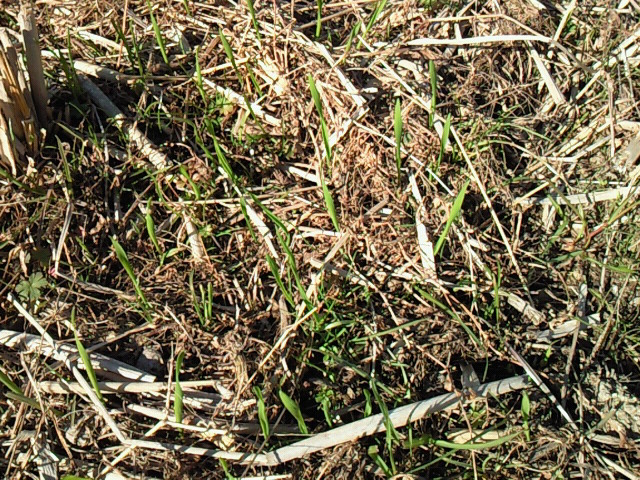 b0139862_1543737.jpg