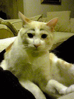 c0196673_20332778.gif