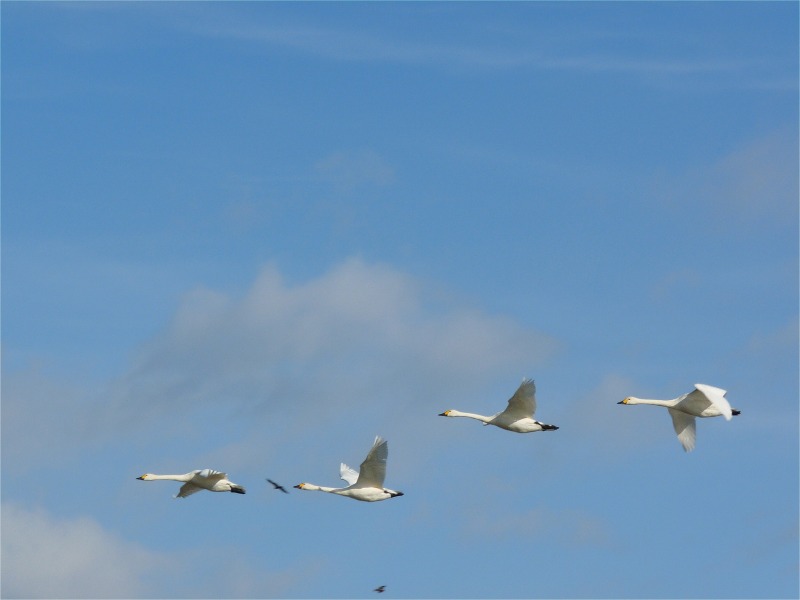 e0202393_7274040.jpg