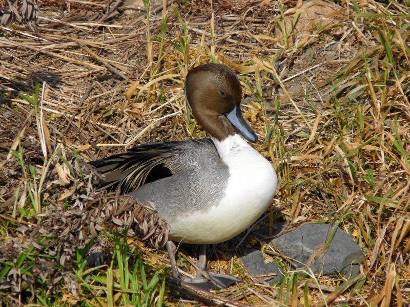 e0202393_747344.jpg