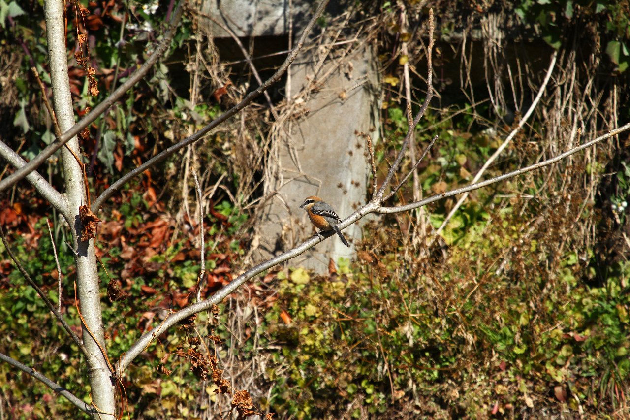e0167295_23476.jpg