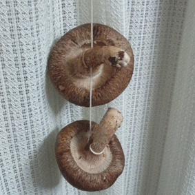 d0048332_9444779.gif