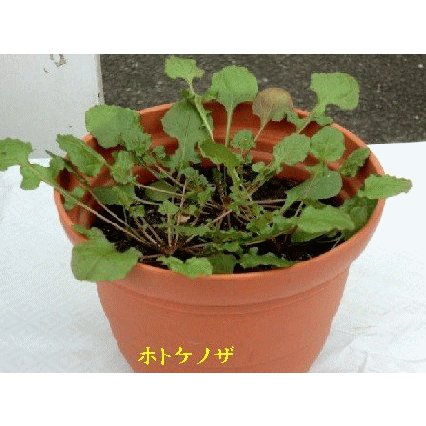 b0012636_1492232.gif