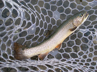 f0065341_1036633.jpg