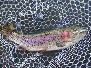f0065341_10371134.jpg