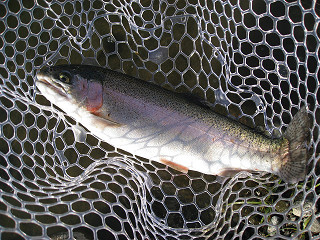 f0065341_11151089.jpg