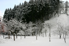 c0057781_202751100.jpg
