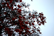 c0057781_2028495.jpg