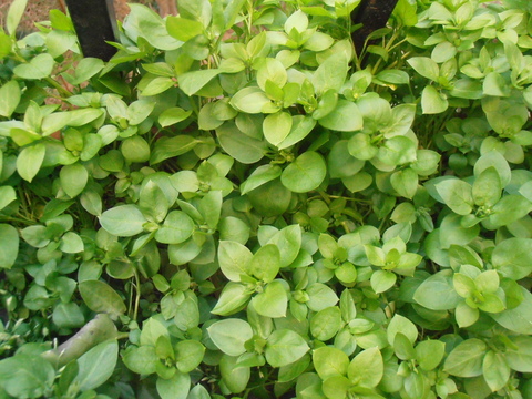c0125702_20364254.jpg