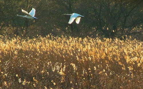 c0223117_15341512.jpg
