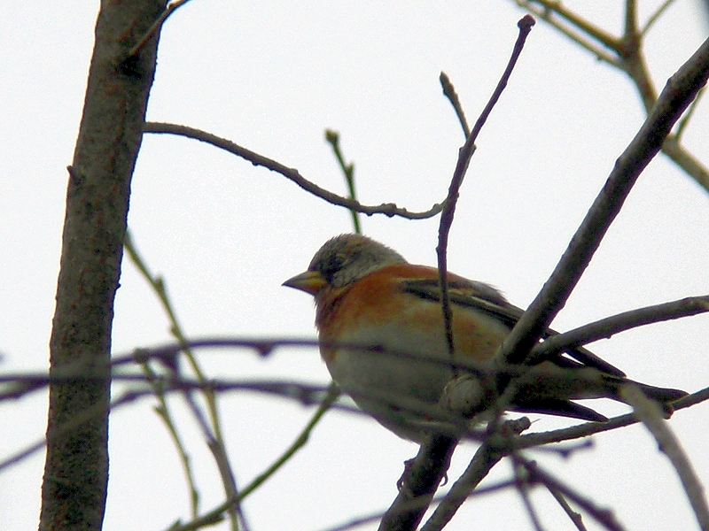 c0039919_17375170.jpg