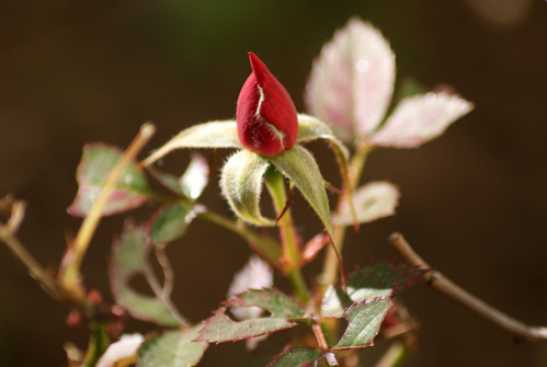 c0184125_3174257.jpg