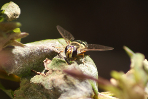 c0184125_31813.jpg
