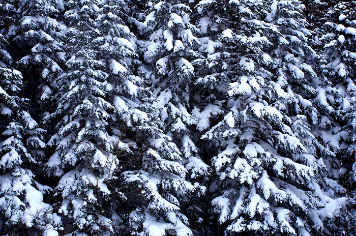 b0130243_18333578.jpg