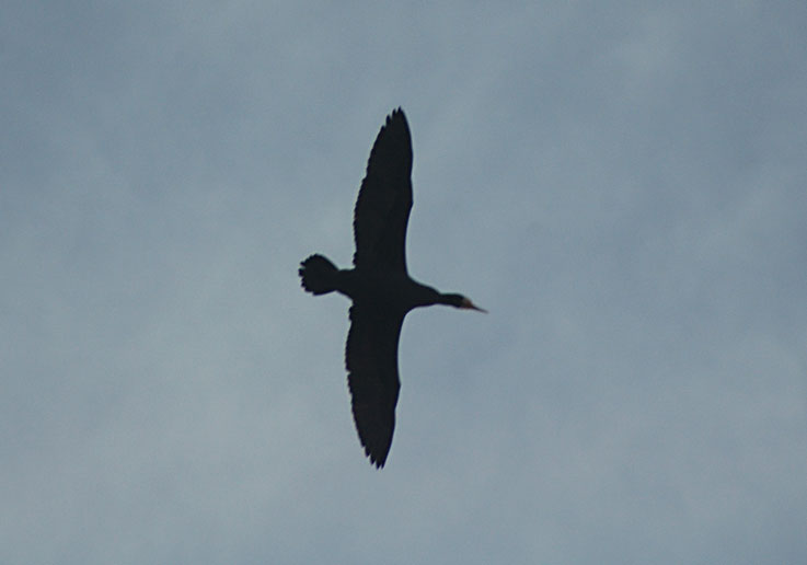 b0057679_8495389.jpg
