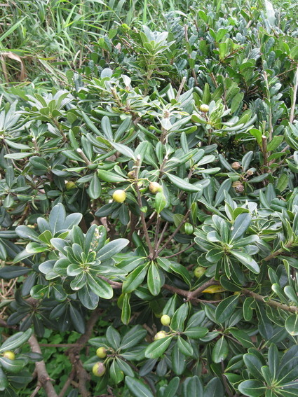 b0174079_23263622.jpg