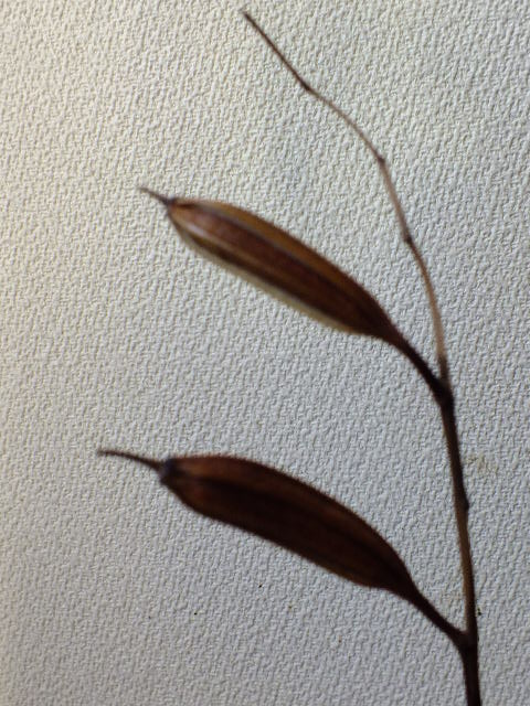 e0145782_8265544.jpg