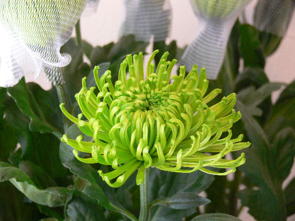 e0140986_1145856.jpg