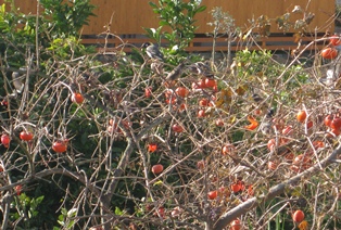 c0155198_18125799.jpg
