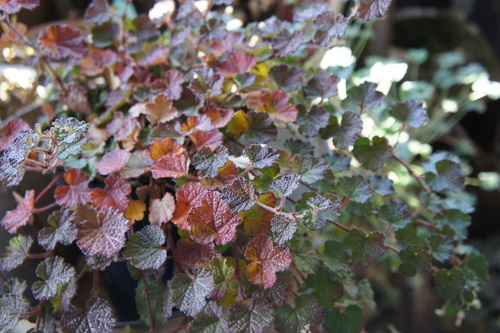 c0227800_1123598.jpg