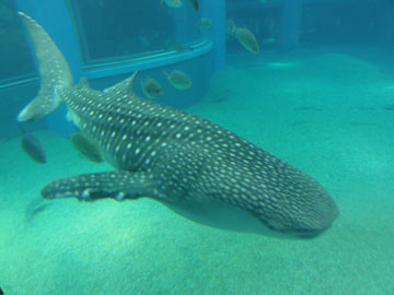b0168303_20242262.jpg