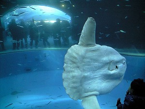 f0006509_2347675.jpg