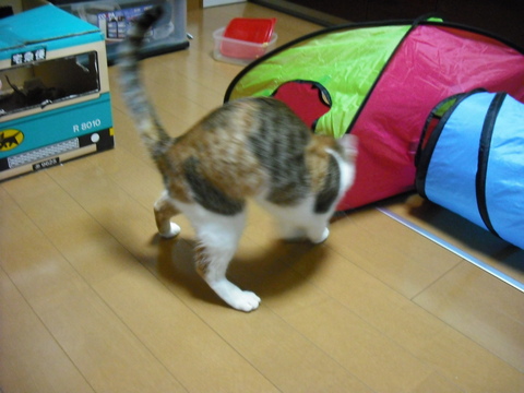 c0194042_20221097.jpg