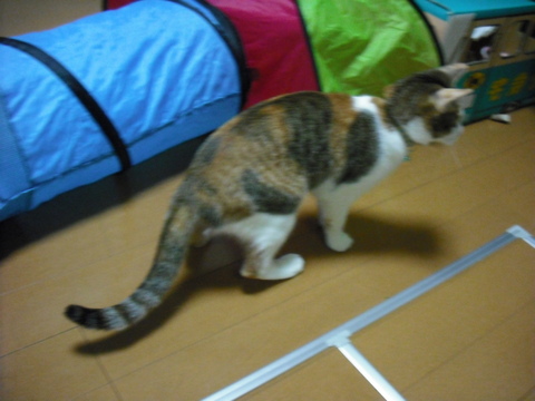 c0194042_20222380.jpg