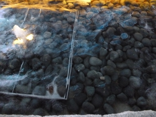 c0182782_055441.jpg