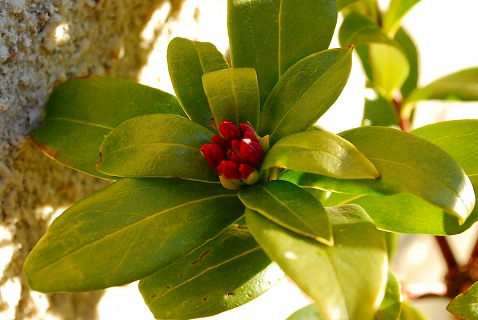 e0128909_64207.jpg